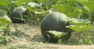 নীলফামারীর মিষ্টি কুমড়া রপ্তানির উদ্যোগ মধ্যপ্রাচ্যে